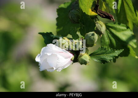 Hibiscus syriacus Rotes Herz oder stieg von Sharon Rotes Herz Sorte Blüte hardy sommergrüne Strauch Pflanze mit einem teilweise blühenden weißen Blume nächste Stockfoto