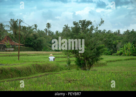 Bauer seinen Reis überprüfen, Ubud, Bali, Indonesien. Stockfoto