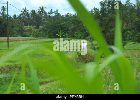 Bauer seinen Reis überprüfen, Ubud, Bali, Indonesien. Stockfoto