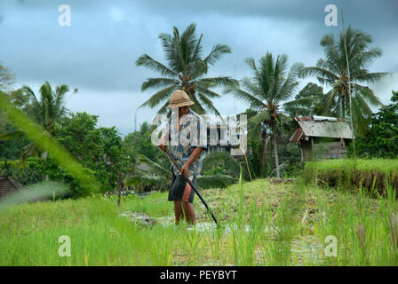 Bauer seinen Reis überprüfen, Ubud, Bali, Indonesien. Stockfoto