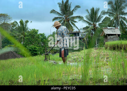 Bauer seinen Reis überprüfen, Ubud, Bali, Indonesien. Stockfoto