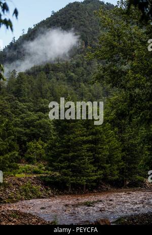 Neblina. Nebel. Verde paisaje y Bosque de Pinos en La Cueva Tres Rios, Sonora, Mexiko. Sierra Madre Occidental. Grüne Landschaft und Pinienwald in La Cueva Tres Rios, Sonora, Mexiko. Sierra Madre Occidental. (Foto: LuisGutierrez/NortePhoto.com) Madrense de Expedición Entdeckung GreaterGood ORG que recaba datos que Syrvaine como Información de Direct para entender mejor las Relaciones biológicas del Archipiélago Madrense y se Usan para proteger y conservar las Tierras de las Islas vírgenes Sonorenses Serranas. Binacional Expedición aye une ein colaboradores de México y Estados Unidos con Ex Stockfoto