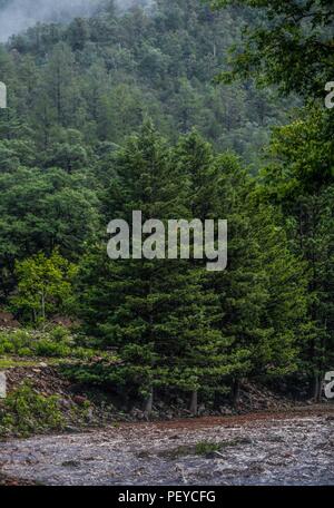 Neblina. Nebel. Verde paisaje y Bosque de Pinos en La Cueva Tres Rios, Sonora, Mexiko. Sierra Madre Occidental. Grüne Landschaft und Pinienwald in La Cueva Tres Rios, Sonora, Mexiko. Sierra Madre Occidental. (Foto: LuisGutierrez/NortePhoto.com) Madrense de Expedición Entdeckung GreaterGood ORG que recaba datos que Syrvaine como Información de Direct para entender mejor las Relaciones biológicas del Archipiélago Madrense y se Usan para proteger y conservar las Tierras de las Islas vírgenes Sonorenses Serranas. Binacional Expedición aye une ein colaboradores de México y Estados Unidos con expe Stockfoto