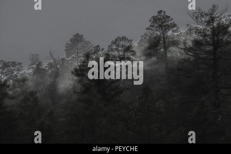 Neblina. Nebel. Oscuro. Dunkel. Anochecer. Anochece, Darknes, Contraluz. verdunkeln Verde paisaje y Bosque de Pinos en La Cueva Tres Rios, Sonora, Mexiko. Sierra Madre Occidental. Grüne Landschaft und Pinienwald in La Cueva Tres Rios, Sonora, Mexiko. Sierra Madre Occidental. (Foto: LuisGutierrez/NortePhoto.com) Madrense de Expedición Entdeckung GreaterGood ORG que recaba datos que Syrvaine como Información de Direct para entender mejor las Relaciones biológicas del Archipiélago Madrense y se Usan para proteger y conservar las Tierras de las Islas vírgenes Sonorenses Serranas. Expedición binacion Stockfoto