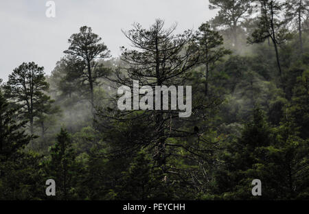 Neblina. Nebel. Oscuro. Dunkel. Anochecer. Anochece, Darknes, Contraluz. verdunkeln Verde paisaje y Bosque de Pinos en La Cueva Tres Rios, Sonora, Mexiko. Sierra Madre Occidental. Grüne Landschaft und Pinienwald in La Cueva Tres Rios, Sonora, Mexiko. Sierra Madre Occidental. (Foto: LuisGutierrez/NortePhoto.com) Madrense de Expedición Entdeckung GreaterGood ORG que recaba datos que Syrvaine como Información de Direct para entender mejor las Relaciones biológicas del Archipiélago Madrense y se Usan para proteger y conservar las Tierras de las Islas vírgenes Sonorenses Serranas. Expedición binacion Stockfoto