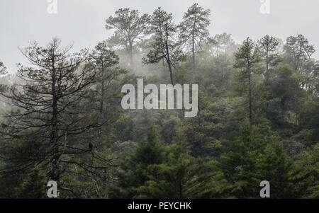 Neblina. Nebel. Oscuro. Dunkel. Anochecer. Anochece, Darknes, Contraluz. verdunkeln Verde paisaje y Bosque de Pinos en La Cueva Tres Rios, Sonora, Mexiko. Sierra Madre Occidental. Grüne Landschaft und Pinienwald in La Cueva Tres Rios, Sonora, Mexiko. Sierra Madre Occidental. (Foto: LuisGutierrez/NortePhoto.com) Madrense de Expedición Entdeckung GreaterGood ORG que recaba datos que Syrvaine como Información de Direct para entender mejor las Relaciones biológicas del Archipiélago Madrense y se Usan para proteger y conservar las Tierras de las Islas vírgenes Sonorenses Serranas. Expedición binacion Stockfoto