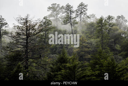 Neblina. Nebel. Verde paisaje y Bosque de Pinos en La Cueva Tres Rios, Sonora, Mexiko. Sierra Madre Occidental. Grüne Landschaft und Pinienwald in La Cueva Tres Rios, Sonora, Mexiko. Sierra Madre Occidental. (Foto: LuisGutierrez/NortePhoto.com) Madrense de Expedición Entdeckung GreaterGood ORG que recaba datos que Syrvaine como Información de Direct para entender mejor las Relaciones biológicas del Archipiélago Madrense y se Usan para proteger y conservar las Tierras de las Islas vírgenes Sonorenses Serranas. Binacional Expedición aye une ein colaboradores de México y Estados Unidos con exp Stockfoto