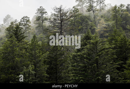 Neblina. Nebel. Verde paisaje y Bosque de Pinos en La Cueva Tres Rios, Sonora, Mexiko. Sierra Madre Occidental. Grüne Landschaft und Pinienwald in La Cueva Tres Rios, Sonora, Mexiko. Sierra Madre Occidental. (Foto: LuisGutierrez/NortePhoto.com) Madrense de Expedición Entdeckung GreaterGood ORG que recaba datos que Syrvaine como Información de Direct para entender mejor las Relaciones biológicas del Archipiélago Madrense y se Usan para proteger y conservar las Tierras de las Islas vírgenes Sonorenses Serranas. Binacional Expedición aye une ein colaboradores de México y Estados Unidos con exp Stockfoto