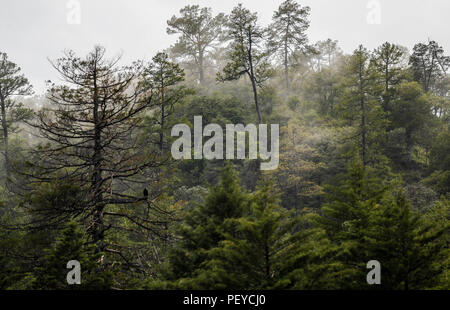 Neblina. Nebel. Verde paisaje y Bosque de Pinos en La Cueva Tres Rios, Sonora, Mexiko. Sierra Madre Occidental. Grüne Landschaft und Pinienwald in La Cueva Tres Rios, Sonora, Mexiko. Sierra Madre Occidental. (Foto: LuisGutierrez/NortePhoto.com) Madrense de Expedición Entdeckung GreaterGood ORG que recaba datos que Syrvaine como Información de Direct para entender mejor las Relaciones biológicas del Archipiélago Madrense y se Usan para proteger y conservar las Tierras de las Islas vírgenes Sonorenses Serranas. Binacional Expedición aye une ein colaboradores de México y Estados Unidos con exp Stockfoto