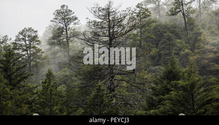 Neblina. Nebel. Zopilote. Verde paisaje y Bosque de Pinos en La Cueva Tres Rios, Sonora, Mexiko. Sierra Madre Occidental. Grüne Landschaft und Pinienwald in La Cueva Tres Rios, Sonora, Mexiko. Sierra Madre Occidental. (Foto: LuisGutierrez/NortePhoto.com) Madrense de Expedición Entdeckung GreaterGood ORG que recaba datos que Syrvaine como Información de Direct para entender mejor las Relaciones biológicas del Archipiélago Madrense y se Usan para proteger y conservar las Tierras de las Islas vírgenes Sonorenses Serranas. Binacional Expedición aye une ein colaboradores de México y Estados Unido Stockfoto