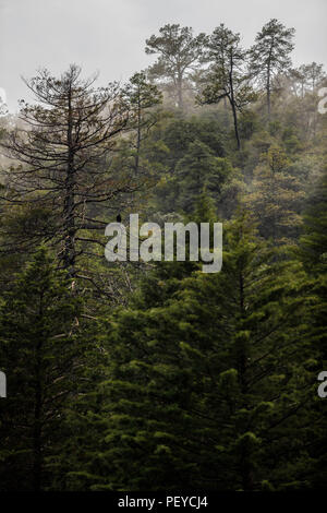 Neblina. Nebel. Verde paisaje y Bosque de Pinos en La Cueva Tres Rios, Sonora, Mexiko. Sierra Madre Occidental. Grüne Landschaft und Pinienwald in La Cueva Tres Rios, Sonora, Mexiko. Sierra Madre Occidental. (Foto: LuisGutierrez/NortePhoto.com) Madrense de Expedición Entdeckung GreaterGood ORG que recaba datos que Syrvaine como Información de Direct para entender mejor las Relaciones biológicas del Archipiélago Madrense y se Usan para proteger y conservar las Tierras de las Islas vírgenes Sonorenses Serranas. Binacional Expedición aye une ein colaboradores de México y Estados Unidos con exp Stockfoto