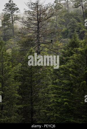 Neblina. Nebel. Verde paisaje y Bosque de Pinos en La Cueva Tres Rios, Sonora, Mexiko. Sierra Madre Occidental. Grüne Landschaft und Pinienwald in La Cueva Tres Rios, Sonora, Mexiko. Sierra Madre Occidental. (Foto: LuisGutierrez/NortePhoto.com) Madrense de Expedición Entdeckung GreaterGood ORG que recaba datos que Syrvaine como Información de Direct para entender mejor las Relaciones biológicas del Archipiélago Madrense y se Usan para proteger y conservar las Tierras de las Islas vírgenes Sonorenses Serranas. Binacional Expedición aye une ein colaboradores de México y Estados Unidos con exp Stockfoto
