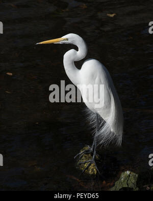 Silberreiher Vogel kontrastierenden Hintergrund in einer Landschaft, die Federn. Stockfoto