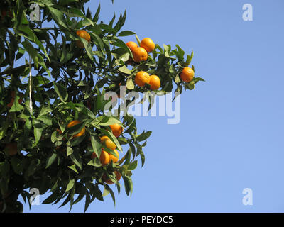 Nahaufnahme von reifen Orangen am Baum gegen den blauen andalusischen Himmel Stockfoto