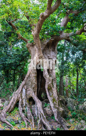 Drei Jahrhunderte alte Riesen Herbst Ahorn Baumstamm in Kenting Nationalpark Taiwan Stockfoto