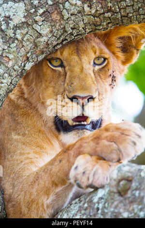 Wilde afrikanische Löwen im Baum an einem heißen Tag in der Serengeti, Tansania. Foto ganz in der Nähe ein wilder Löwe stolz. Stockfoto