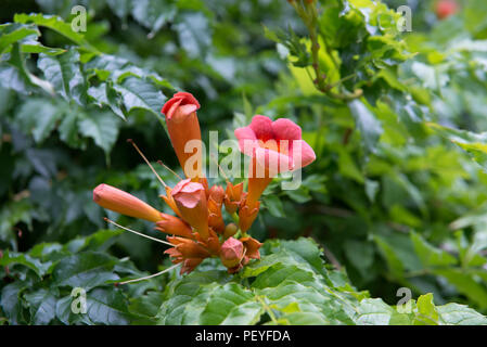 Trompete Wein oder Campsis radicans Blumen Stockfoto