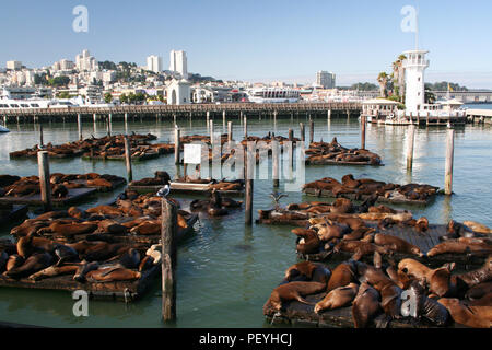 Seelöwen Sonnen am Pier 39 Fisherman's Wharf in San Francisco, Kalifornien, USA Stockfoto