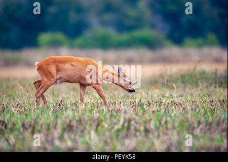 Schweden Stockfoto