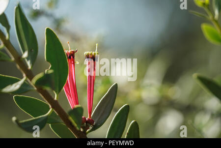 Hinterleuchtete kleine helle rote Beleuchtung entspricht, Mistel kleine aufrechte parasitäre Blume. Stockfoto