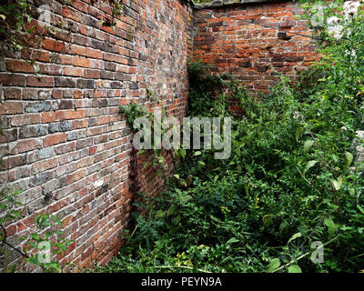 L sehr alten Garten Wand in verwilderten Garten der Country House in England geprägt Stockfoto