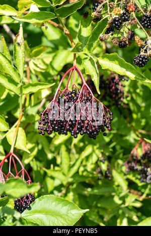 Holunderbeeren am Baum Stockfoto