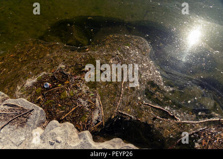 Alte können schwebend auf einem See in Cordoba, Argentinien Stockfoto