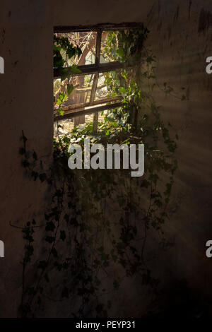 Kletterpflanze Eingabe durch ein Fenster in ein verlassenes Gebäude in Cordoba, Argentinien Stockfoto