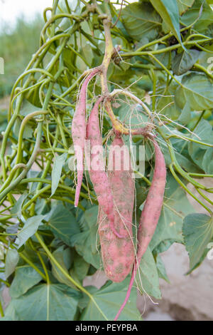 Ernte Süßkartoffel-Anlage mit Knollen im Boden Schmutz Oberfläche Stockfoto