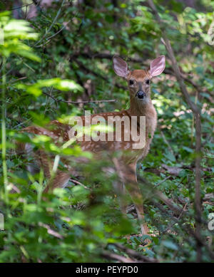 Ein weißwedelhirsche (Odocoileus virginianus) fawn Schaut aufmerksam aus dem Wald. Stockfoto