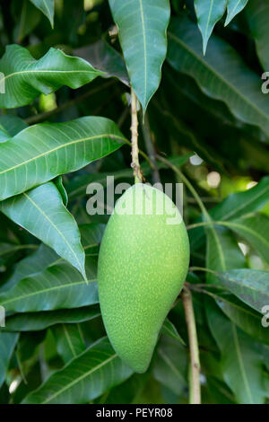 Unreife grüne Mangos hängen von einem Mangobaum Stockfoto