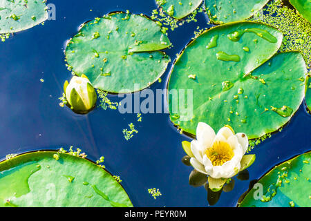 Schönen White Water Lilly in der Nähe Teich Makro Stockfoto