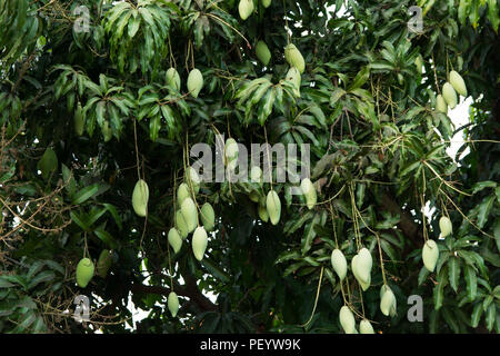 Unreife grüne Mangos hängen von einem Mangobaum Stockfoto