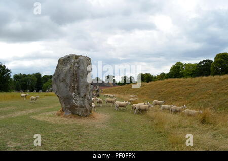 Schafe grasen in Avebury, ein Denkmal mit drei Steinkreise, um das Dorf Avebury in Wiltshire, im Südwesten von England. Stockfoto