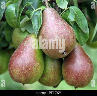 Pyrus Communis" Louise Bonne von Jersey" Birne Stockfoto