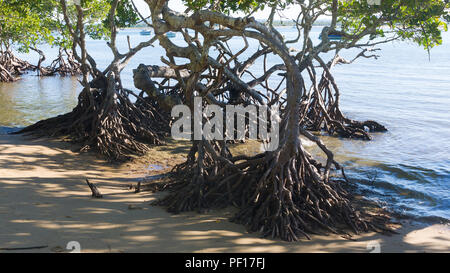 Mangrovenbäume fest im Sand in 17 70 in der Region Gladstone, Queensland, Australien verwurzelt. Stockfoto