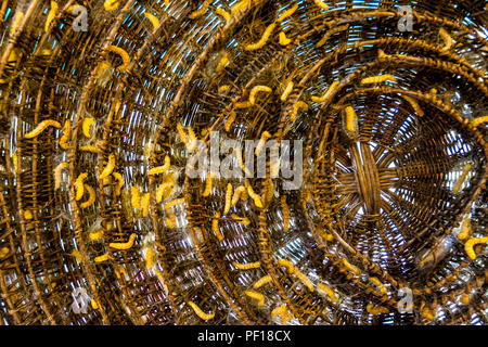 Nahaufnahme von Spirale Nest mit Seide cacoons und Würmer. Stockfoto