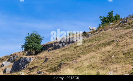 Schafe in Brecon Beacons National Park in Wales, Großbritannien Stockfoto