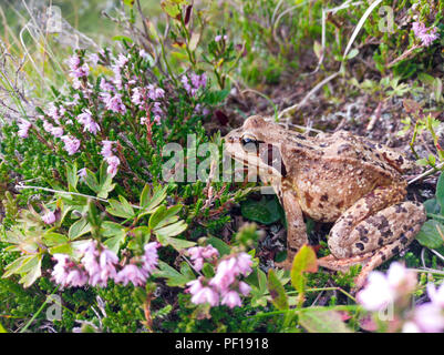 Grasfrosch (Rana temporaria) in ihrem Lebensraum mit blühenden gemeinsame Heidekraut (Calluna vulgaris) im hochalpinen Umfeld. Stockfoto