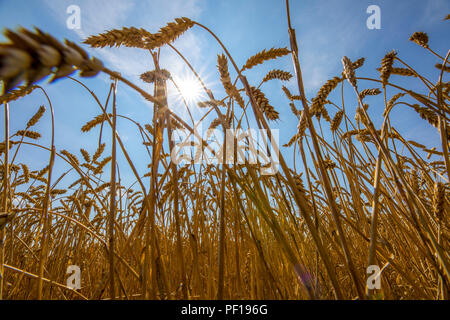 Weizenfeld, ausgetrocknet und nur gewachsen, niedrig, durch den Sommer Dürre, Trockenheit, in Ostwestfalen Lippe, Deutschland, Sommer 2018 Stockfoto