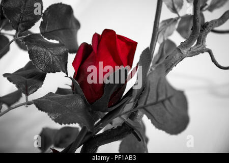 Rote Rose mit schwarzen und weißen Hintergrund Stockfoto