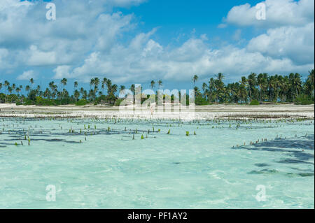 Algen Bauernhof im Ozean. Klares türkises Wasser am Strand von Jambiani Insel Sansibar. Stockfoto