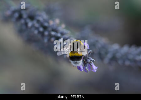 Biene auf Lavendel Blume Stockfoto
