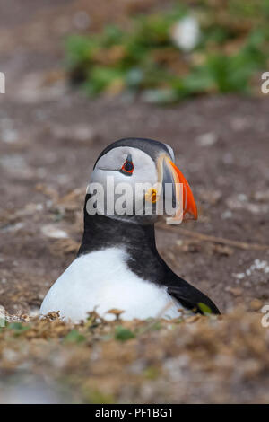 Atlantic Papageitaucher (Fratercula arctica) Mykines Island, Färöer, Dänemark, Skandinavien, Europa Stockfoto
