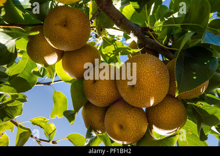 Zweig mit vielen Pyrus pyrifolia oder Nashi wächst im Baum. Eine seltene Art von Pear native nach Ostasien. Outdoor tag Szene mit Sonnenlicht bei Sonnenuntergang. Stockfoto