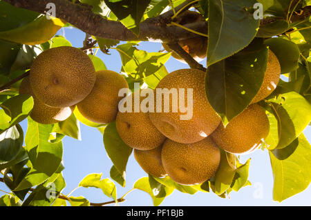 Zweig mit vielen Pyrus pyrifolia oder Nashi wächst im Baum. Eine seltene Art von Pear native nach Ostasien. Outdoor tag Szene mit Sonnenlicht bei Sonnenuntergang. Stockfoto