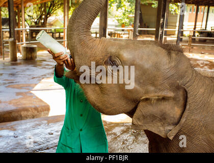 Die Fütterung der Baby Elefant mit Milch in der Flasche Pinnawala Elefanten Waisenhaus, Sri Lanka. Juni 1, 2016 Stockfoto