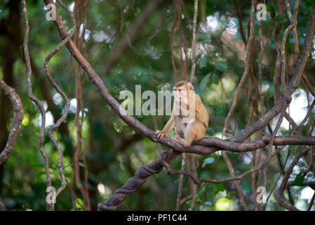 Northern Schwein-tailed Makaken (Macaca leonina) - Thailand Stockfoto