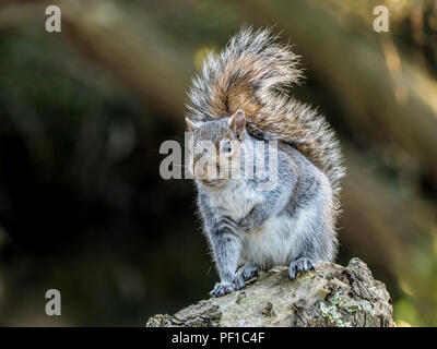 Graue Eichhörnchen auf Baumstumpf Stockfoto