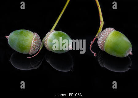 3 Grüne Eicheln/Eiche Muttern Stockfoto